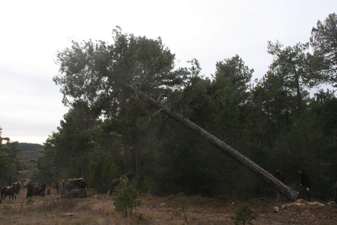 barres sant antoni vilafranca