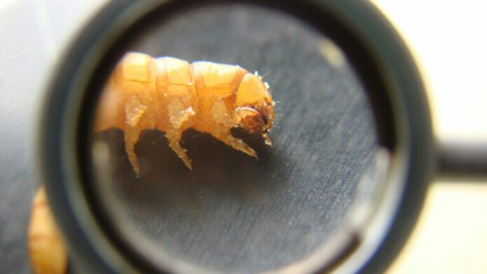 Insectos