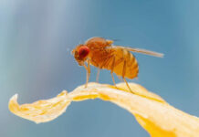 genetica insectos sistemas