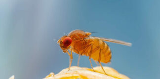 genetica insectos sistemas