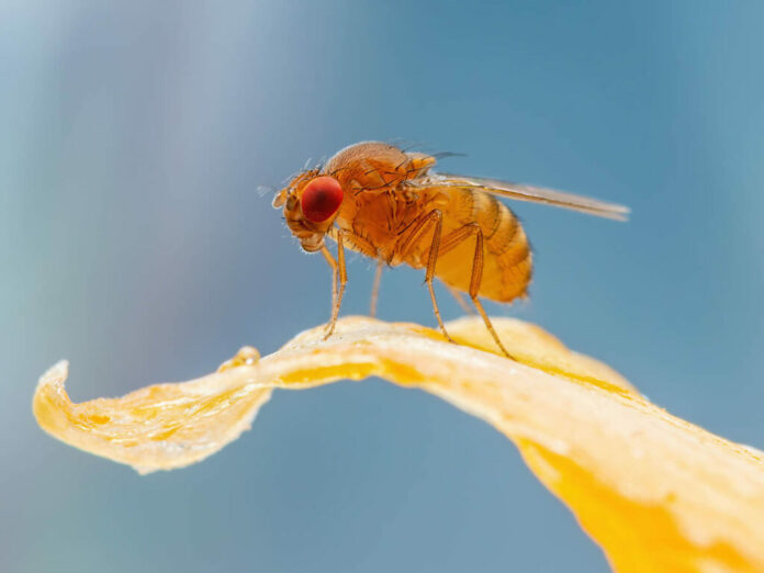 genetica insectos sistemas