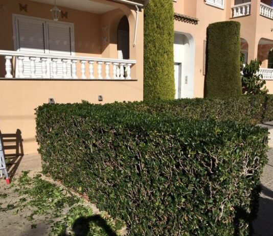 mantenimiento de jardines castellon2 y limpieza