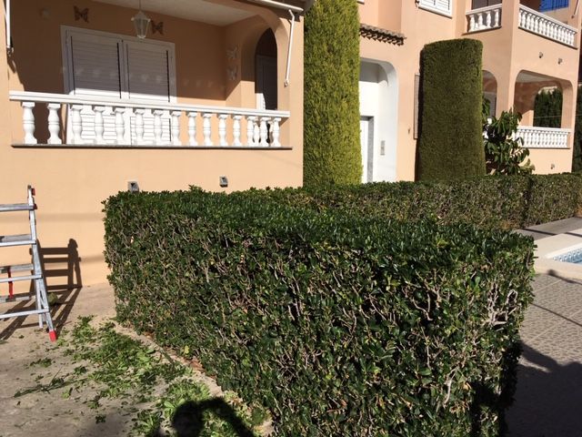 mantenimiento de jardines castellon2 y limpieza