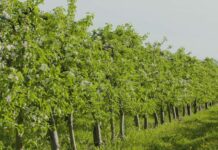 Análisis genético en agricultura