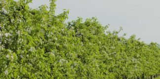 Análisis genético en agricultura
