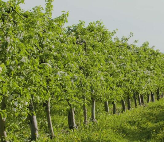 Análisis genético en agricultura