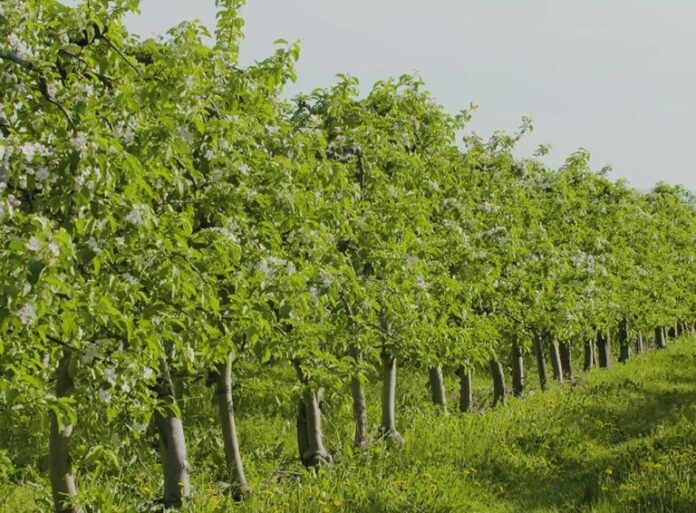 Análisis genético en agricultura