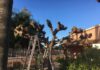 poda de castellon arboles