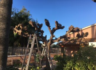 Empresas tala de árboles: seguridad y gestión profesional poda de castellon arboles