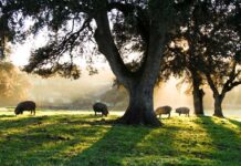Análisis genético en agricultura