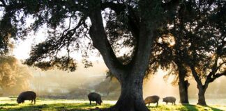 Análisis genético en agricultura