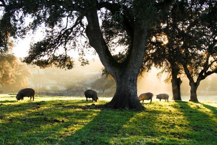 Análisis genético en agricultura