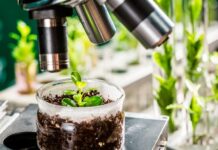 verificacion vegetales variedades