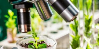 verificacion vegetales variedades
