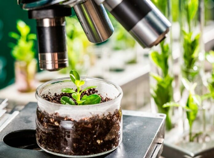 verificacion vegetales variedades