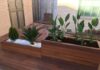disenar jardines en castellon casa