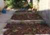 plantacion y abonado4