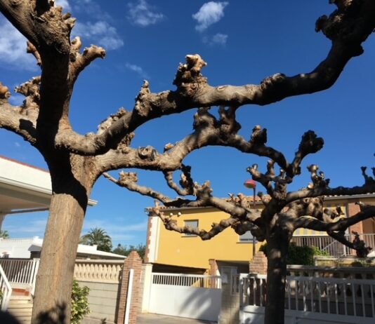poda de arboles almazora
