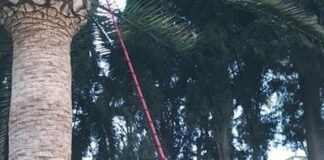 tratamientos fitosanitario